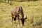 Bull Topi African Antelope