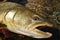 Bull trout