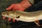 Bull trout