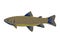 Bull Trout or Salvelinus Confluentus Side View WPA Art