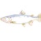 Bull Trout or Salvelinus confluentus Watercolor Illustration