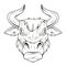 Bull. Vector illustration of a sketch of an ox. Buffalo mascot. Aggressive muscle nowt. Spanish fighting bull