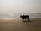 Bull walks down the sandy beach