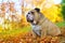 Bulldog in autumn