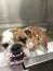 Bulldog bath time