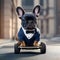 Bulldog in business suit driving mini car on a road city. Generative AI