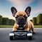 Bulldog in business suit driving mini car on a road park. Generative AI