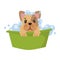 bulldog cartoon bathing