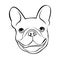 Bulldog dog animal french vector illustration pet breed cute drawing