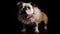 Bulldog Dog In A Ballet Outfit Wearing On Black Background. Generative AI