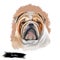 Bulldog dog breed isolated on white background digital art illustration. Medium-sized breed of dog English Bulldog or