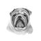 Bulldog dog breed isolated on white background digital art illustration. Medium-sized breed of dog English Bulldog or British