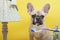 Bulldog dog brushes his teeth with blue toothpaste in a room with yellow walls, looking attentively at the camera.