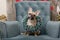 Bulldog dog with a Christmas wreath around his neck tilted his head posing in a festively decorated living room.