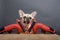 A bulldog dog with a funny black muzzle poses on a wooden table in red leather boxing gloves and a skipping rope.