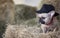 The bulldog dog is resting in the hayloft among large haystacks, wearing a black hat and looking to the side.