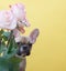 Bulldog dog sits on a yellow background next to a spectacular bouquet of roses on the day of the holiday.