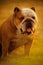 A bulldog dog standing in grass at sunset