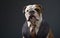 Bulldog dog wearing a business suite studio portrait looking in front