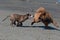 Bulldog and Eurasier play on beach