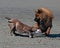 Bulldog and Eurasier play on beach