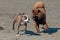 Bulldog and Eurasier play on beach