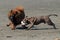 Bulldog and Eurasier play on beach