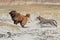 Bulldog and Eurasier play on beach