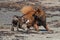 Bulldog and Eurasier play on beach