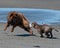 Bulldog and Eurasier play on beach