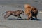 Bulldog and Eurasier play on beach