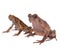 Bulldog frog, ophryophryne hansi, pair on white