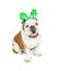 Bulldog Funny Kiss Me St Patricks Headband