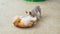 Bulldog gambol in domesticated pet