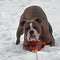 Bulldog guarding with a toy in snow