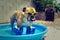 Bulldog in his pool with floaties on