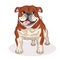 Bulldog with his tongue hanging out. Breed dogs. Friend of human. Pets. Vector illustration.