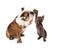 Bulldog and Kitten High Five