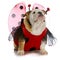 Bulldog ladybug