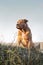 Bulldog, large pure-bred trained dog, sits on grass_