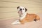 Bulldog laying on an outdoor patio