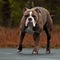 Bulldog male walks on a frozen forest lake