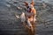 Bulldog  playing in clear lake water