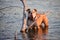 Bulldog  playing in clear lake water