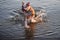 Bulldog  playing in clear lake water