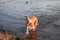 Bulldog  playing in clear lake water
