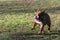 Bulldog playing in the park