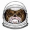 Bulldog portrait. Dog head. Animal face. Astronaut animal. Vector portrait. Cosmos and Spaceman. Space illustration