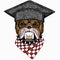 Bulldog portrait. Square academic cap, graduate cap, cap, mortarboard. Dog head. Animal face.