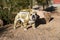 Bulldog posed as a desert tortoise by a rock